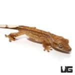 Baby Phantom Reverse Pinstripe Extreme Porthole Crested Gecko For Sale - Underground Reptiles