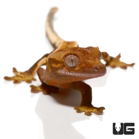 Baby Red Base Quadstripe Crested Gecko For Sale - Underground Reptiles