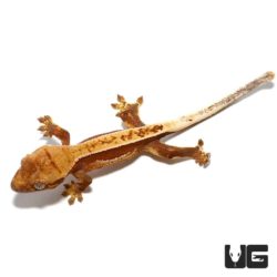Baby Red Base Quadstripe Crested Gecko For Sale - Underground Reptiles