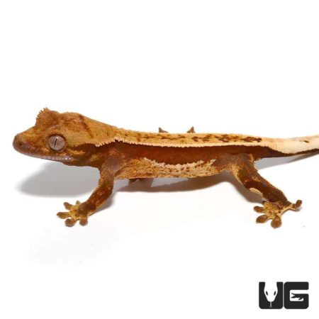 Baby Red Base Quadstripe Crested Gecko For Sale - Underground Reptiles