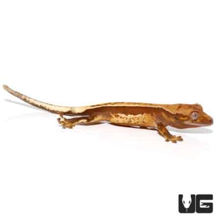 Baby Red Base Quadstripe Crested Gecko For Sale - Underground Reptiles