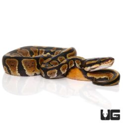 Baby Ringer Ball Python For Sale - Underground Reptiles