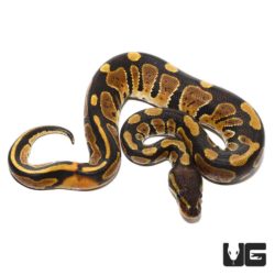 Baby Ringer Ball Python For Sale - Underground Reptiles