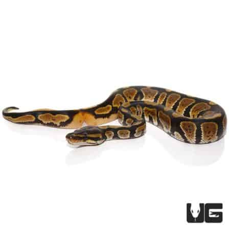 Baby Ringer Ball Python For Sale - Underground Reptiles