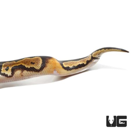 Baby Ringer Ball Python For Sale - Underground Reptiles