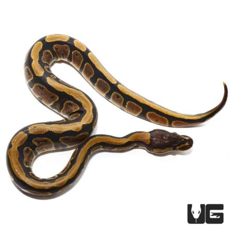 Baby Dinker Ball Python For Sale - Underground Reptiles