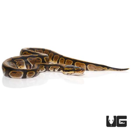 Baby Dinker Ball Python For Sale - Underground Reptiles