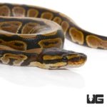 Baby Dinker Ball Python For Sale - Underground Reptiles