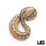 Baby Sumatran Blood Python For Sale - Underground Reptiles
