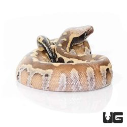 Baby Sumatran Blood Python For Sale - Underground Reptiles