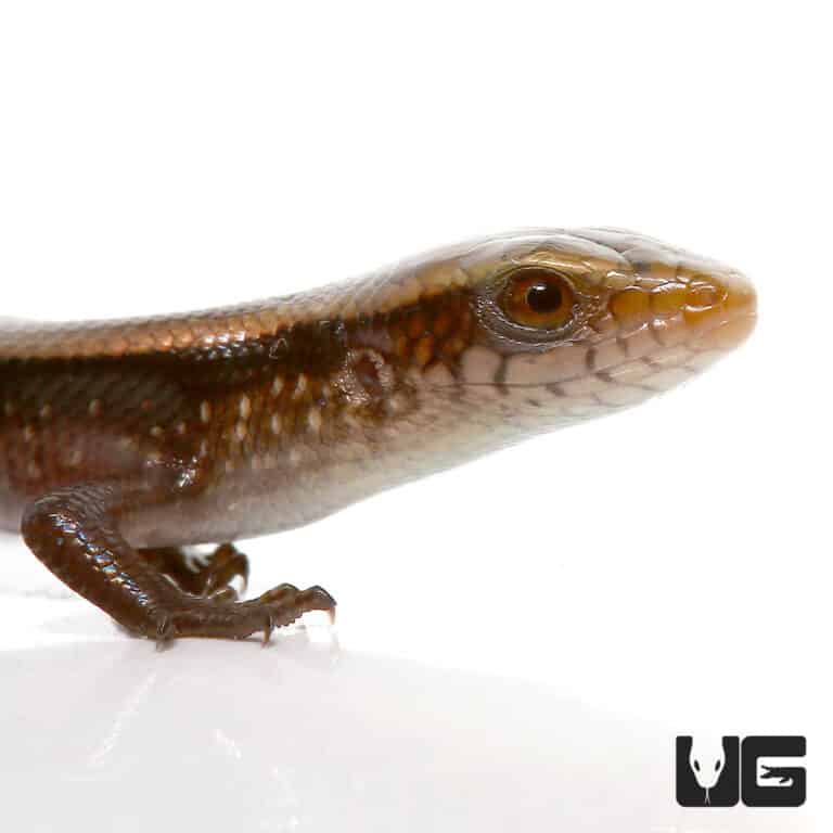 Baby Sun Skinks For Sale - Underground Reptiles