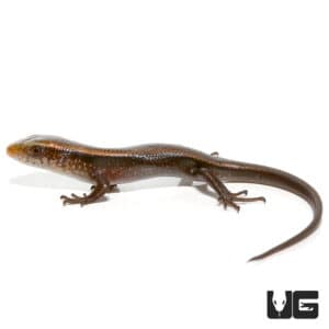 Baby Sun Skinks For Sale - Underground Reptiles