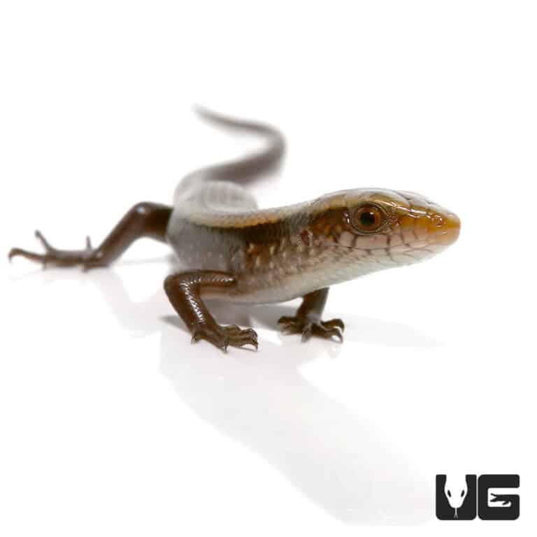 Baby Sun Skinks For Sale - Underground Reptiles