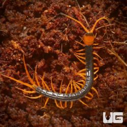 Baby Vietnamese Centipede for sale - Underground Reptiles