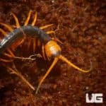 Baby Vietnamese Centipede for sale - Underground Reptiles