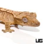Baby Yellow Base Tiger Crested Gecko For Sale - Underground Reptiles