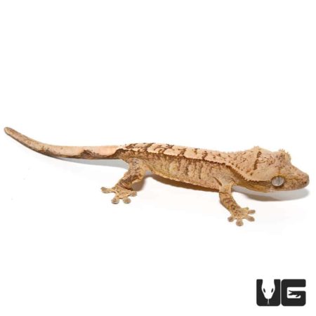 Baby Yellow Base Tiger Crested Gecko For Sale - Underground Reptiles