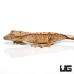 Baby Yellow Base Tiger Crested Gecko For Sale - Underground Reptiles