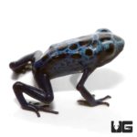 Blue Azureus Tinctorius Dart Frogs For Sale - Underground Reptiles