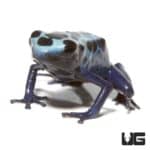 Blue Sipaliwini Tinctorius Dart Frogs For Sale - Underground Reptiles