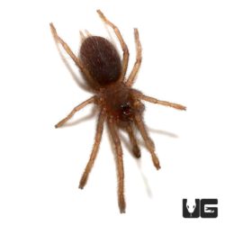 Chinese Giant Fawn Tarantula (Chilobrachys guangxiensis) For Sale - Underground Reptiles