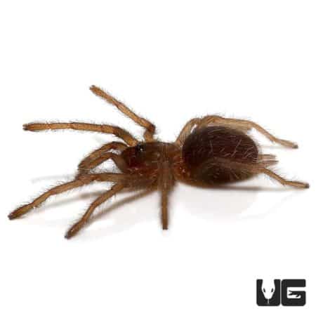 Chinese Giant Fawn Tarantula (Chilobrachys guangxiensis) For Sale - Underground Reptiles