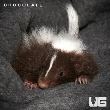 Baby Captive Bred Skunks For Sale - Underground Reptiles