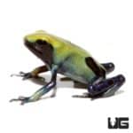 Citronella Tinctorius Dart Frogs For Sale - Underground Reptiles