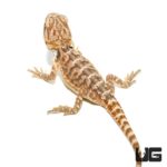 Baby Citrus Leatherback Bearded Dragon For Sale - Underground Reptiles