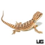Baby Citrus Leatherback Bearded Dragon For Sale - Underground Reptiles