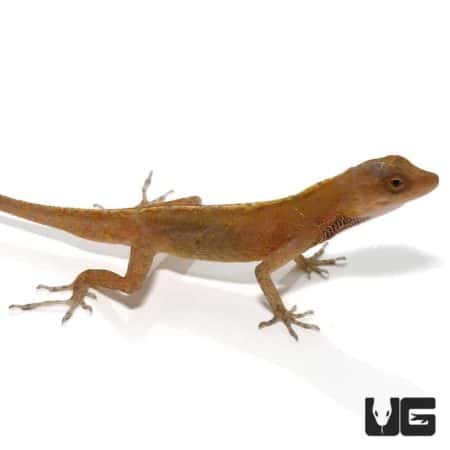 Copper Anoles For Sale - Underground Reptiles