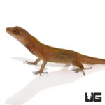 Copper Anoles For Sale - Underground Reptiles