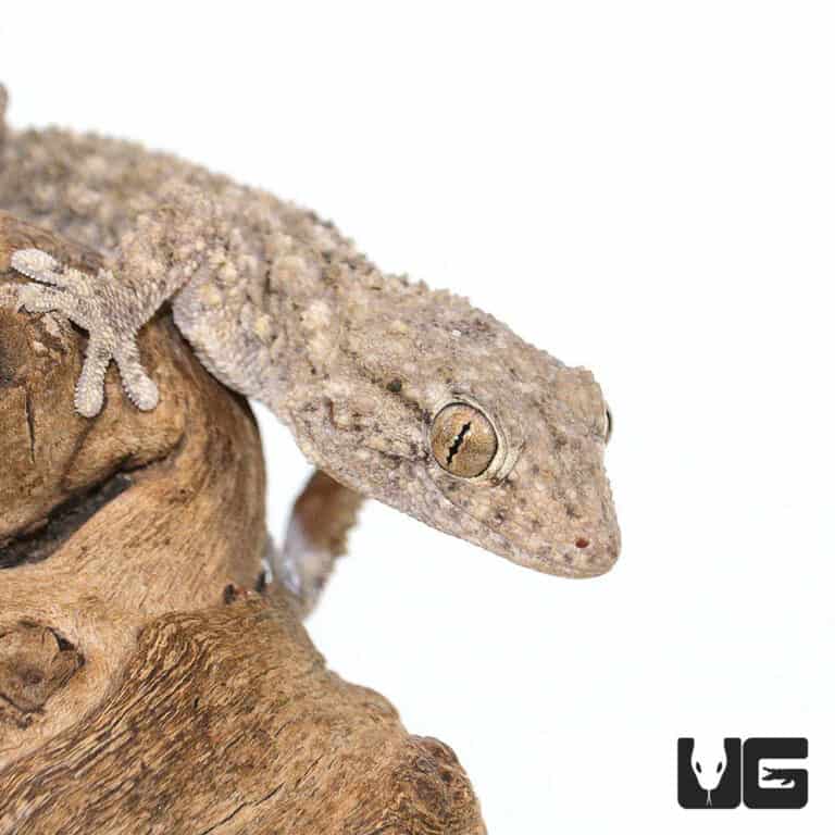 Crocodile Geckos (Tarentola mauritanica) For Sale Underground Reptiles