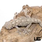 Crocodile Gecko For Sale - Underground Reptiles