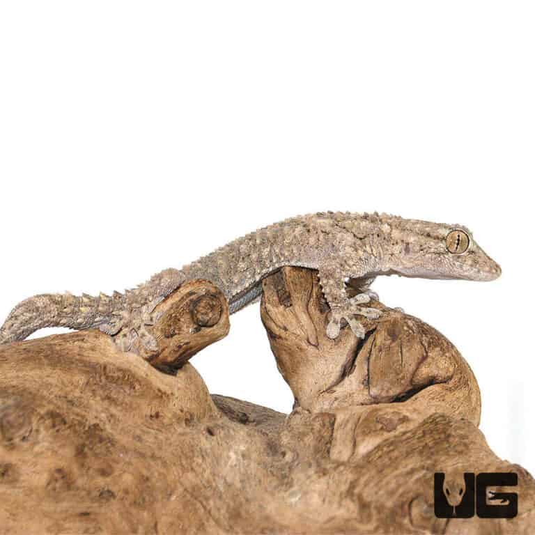 Crocodile Geckos (Tarentola mauritanica) For Sale Underground Reptiles