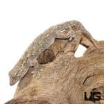 Crocodile Gecko For Sale - Underground Reptiles
