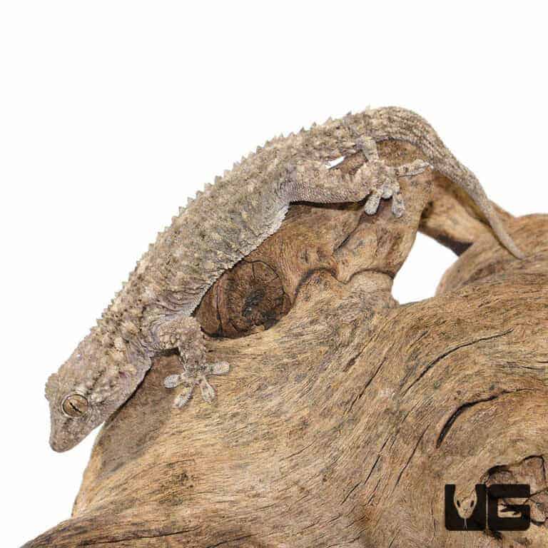 Crocodile Geckos (Tarentola mauritanica) For Sale - Underground Reptiles