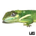 Adult Cuban Knight Anoles For Sale - Underground Reptiles