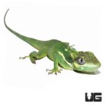 Adult Cuban Knight Anoles For Sale - Underground Reptiles