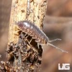 Cystilicus Convexus Curly Isopods for sale - Underground Reptiles