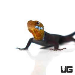 Yellow Headed Dwarf Gecko For Sale - Underground Reptiles