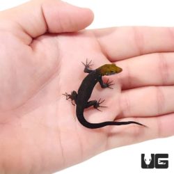 Yellow Headed Dwarf Gecko For Sale - Underground Reptiles