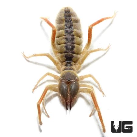 Featherleg Camel Spiders for sale - Underground Reptiles