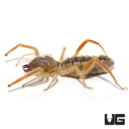 Featherleg Camel Spiders for sale - Underground Reptiles