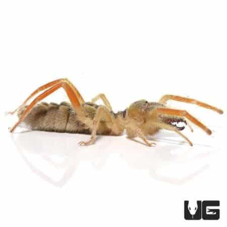 Featherleg Camel Spiders for sale - Underground Reptiles