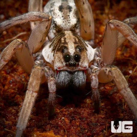 Field Wolf Spiders for sale - Underground Reptiles