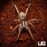 Field Wolf Spiders for sale - Underground Reptiles