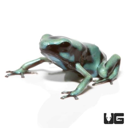 Green And Black Auratus Dart Frog For Sale - Underground Reptiles