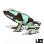Green And Black Auratus Dart Frog For Sale - Underground Reptiles