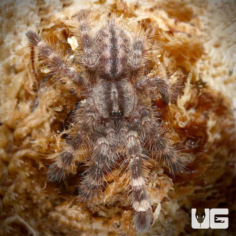 Indian Ornamental Tarantulas For Sale Underground Reptiles